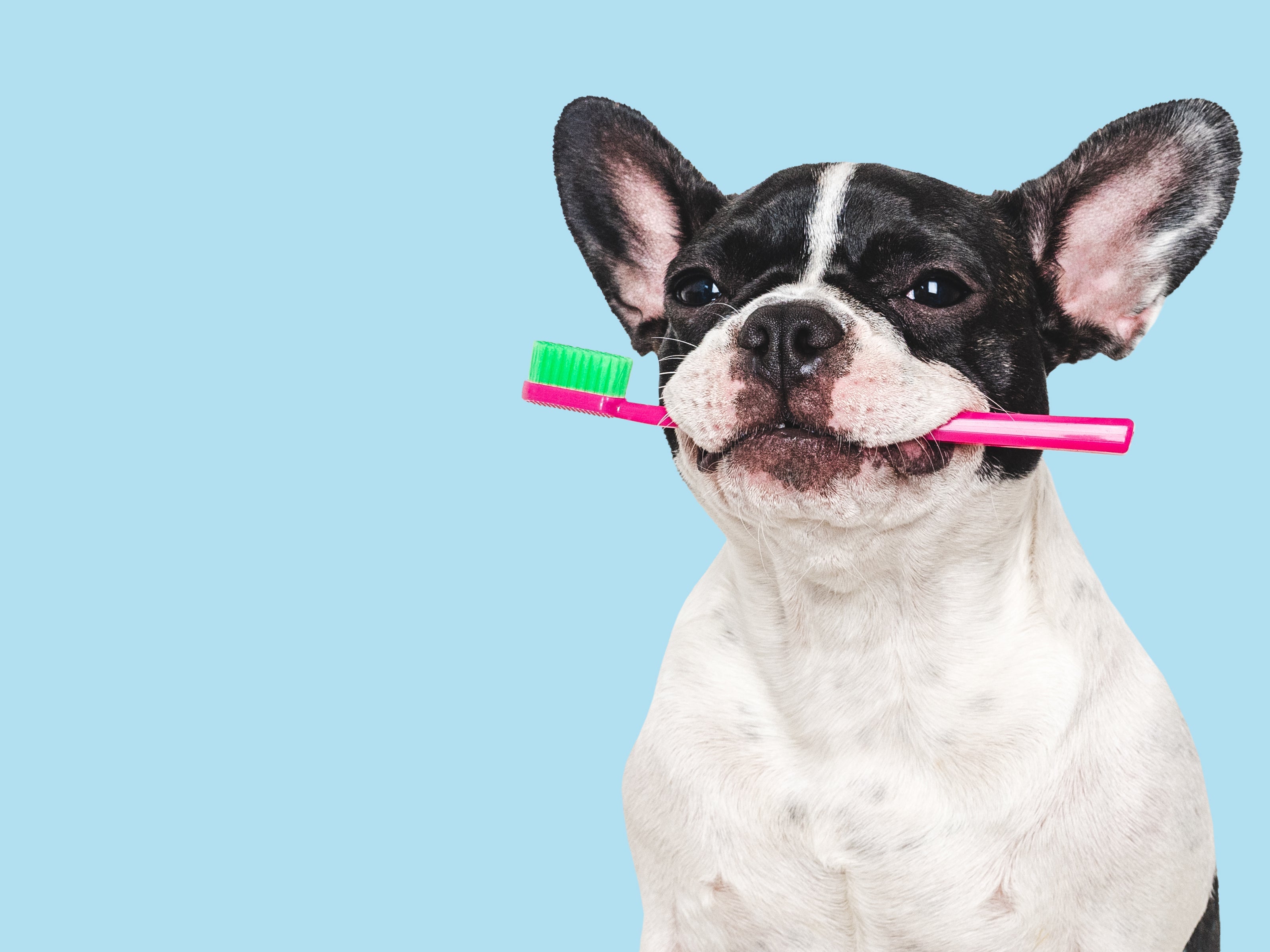 Dentifrice