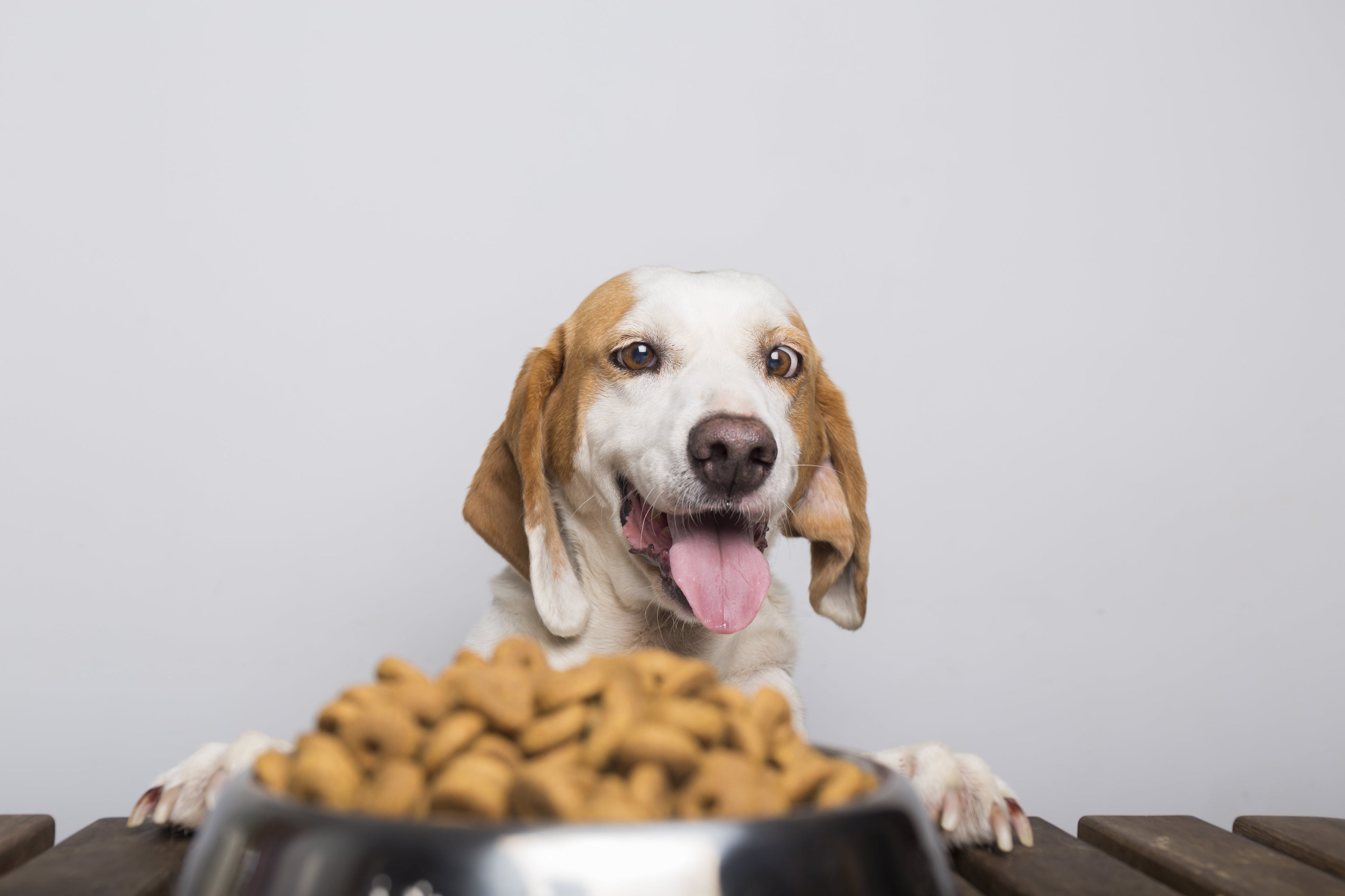 Gamelles et Distributeurs pour Chiens