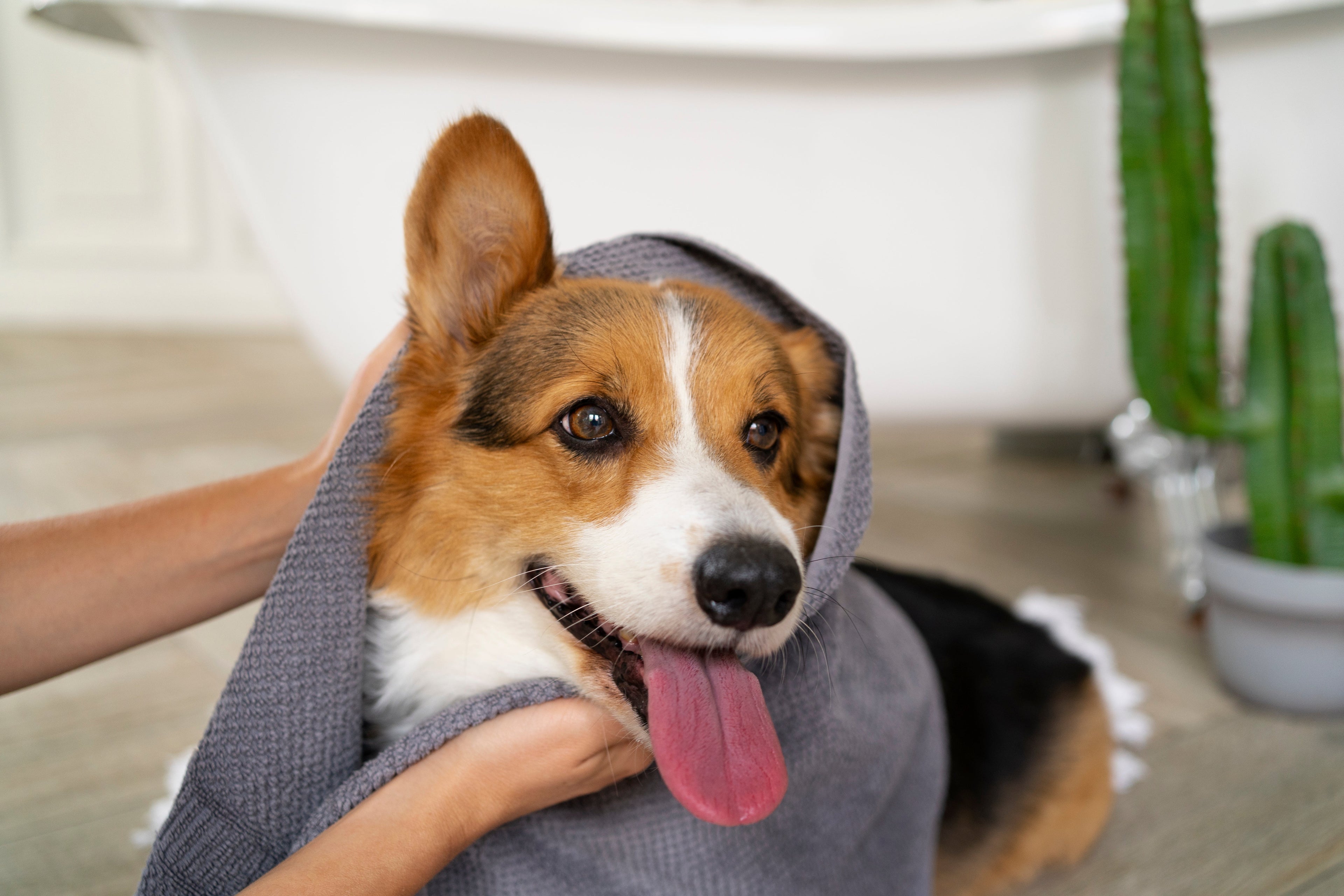 Hygiène et Propreté pour Chiens