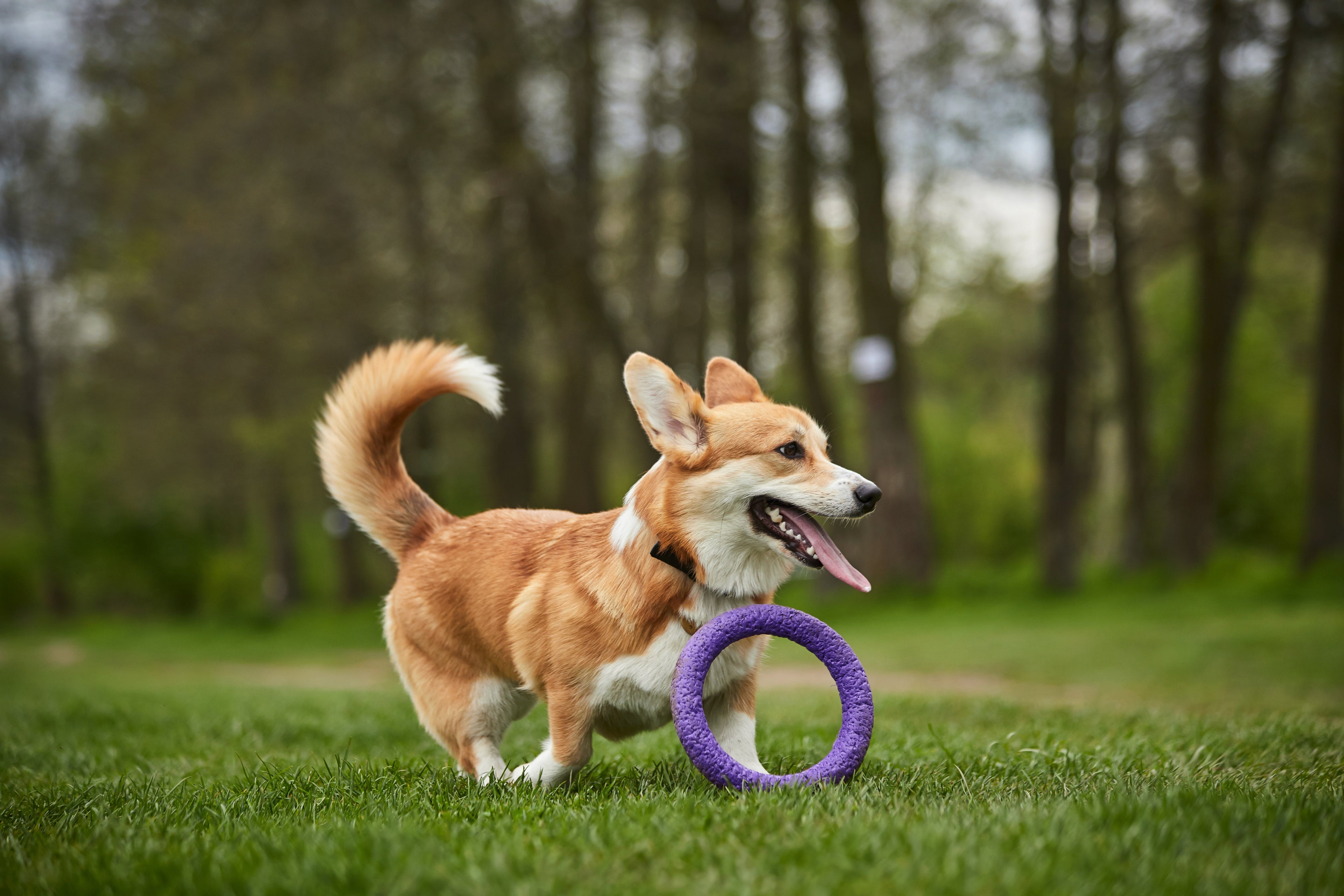 Jouets pour Chiens