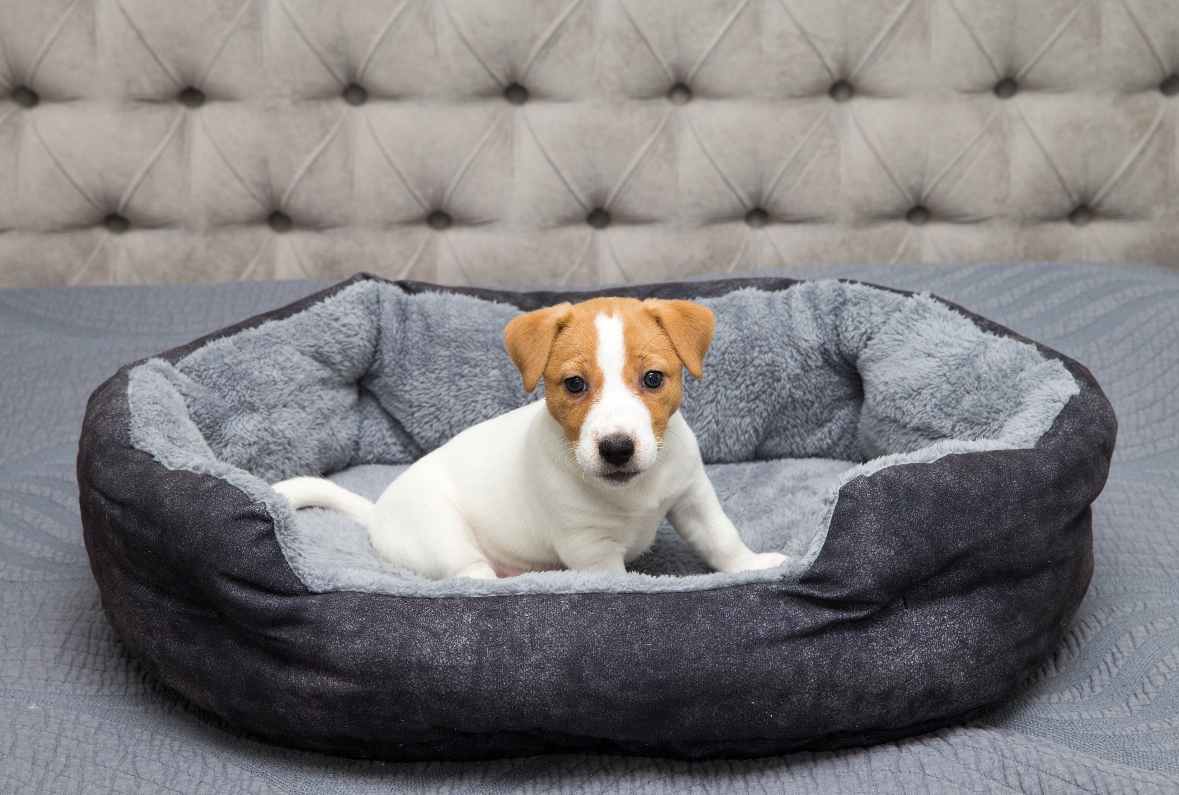 Lits et Couchages pour Chiens