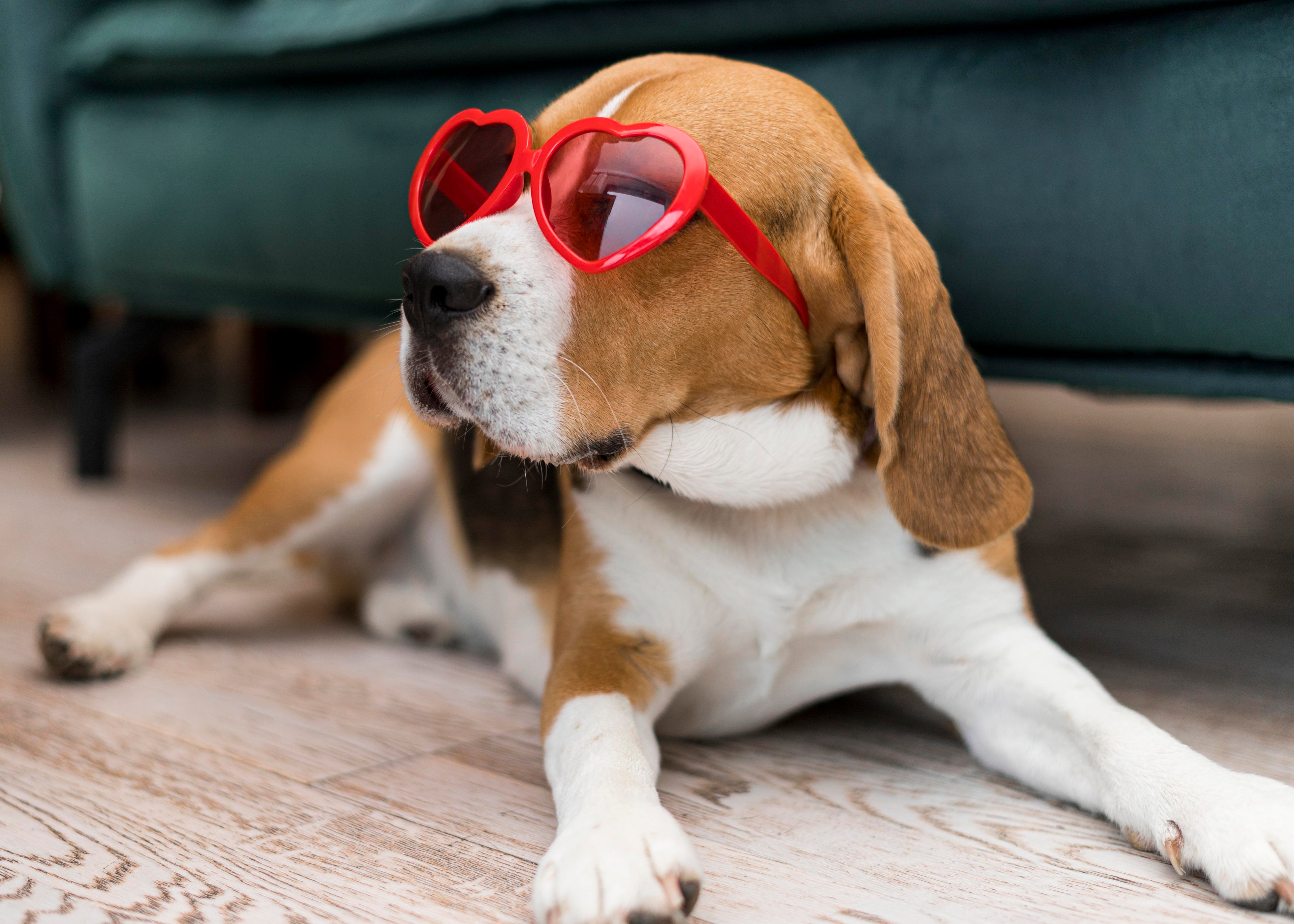 Meilleures Ventes pour Chiens