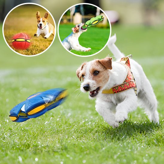 BALLE POUR CHIEN OVNI - CHIEN CALIN