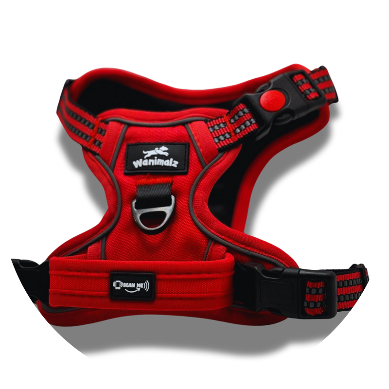 Harnais pour chien anti traction avec puce NFC