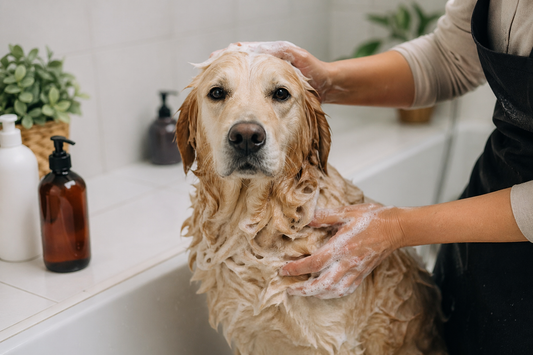 Laver son chien avec un shampoing adapté dans une baignoire pour éviter les irritations de la peau