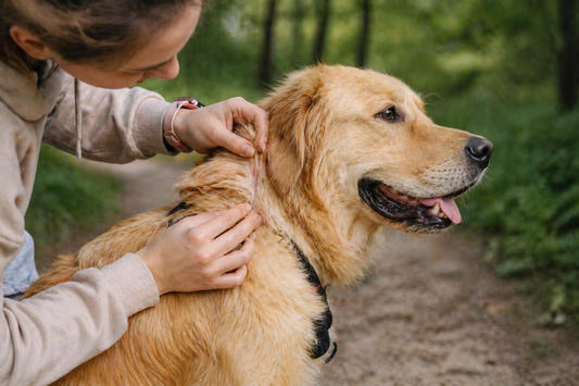 chien inspecté après une balade pour vérifier la présence de tiques dans son pelage