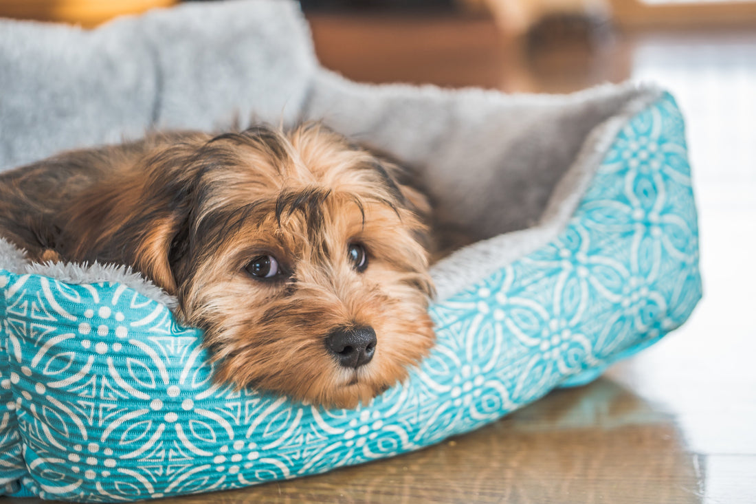 Comment choisir le couchage pour son chien ?