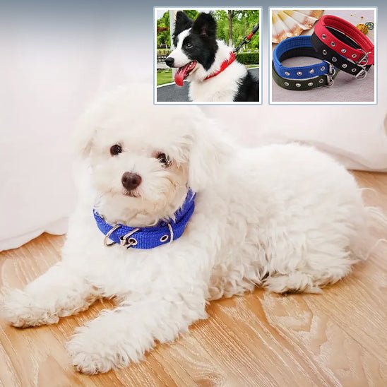 Collier pour chien - CHIEN CALIN