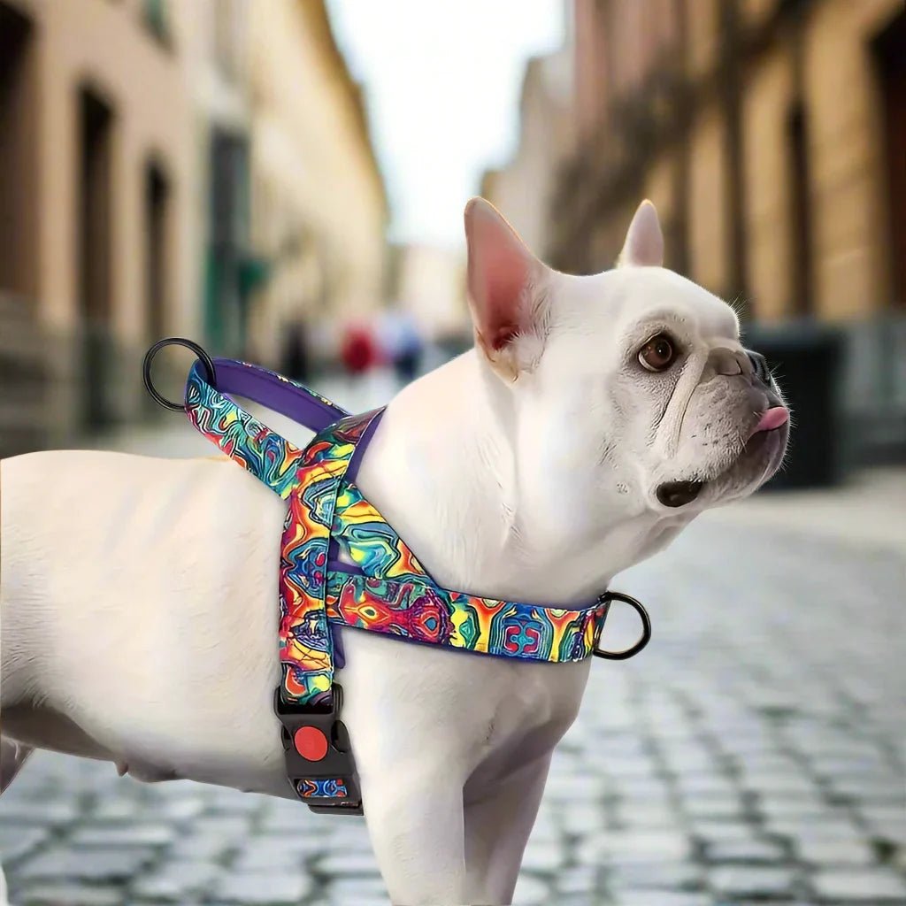 DogSafeHarness™ - Violet - CHIEN CALIN