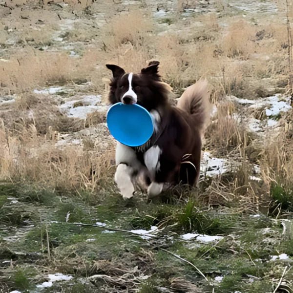 FlyDog™ - Bleu - CHIEN CALIN