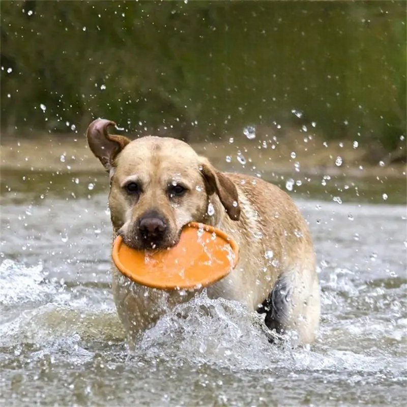 FlyDog™ - Orange - CHIEN CALIN