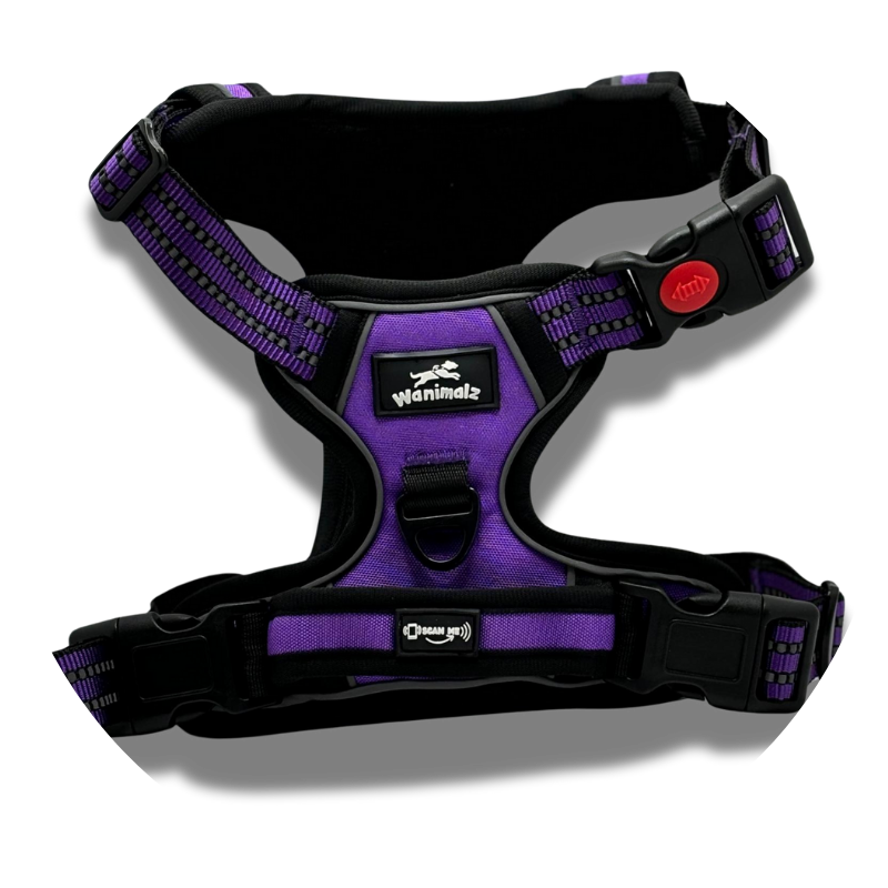 Harnais pour chien anti traction avec puce NFC