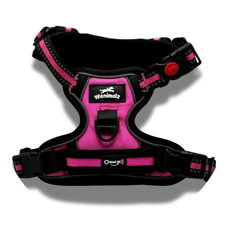 Harnais pour chien anti traction avec puce NFC